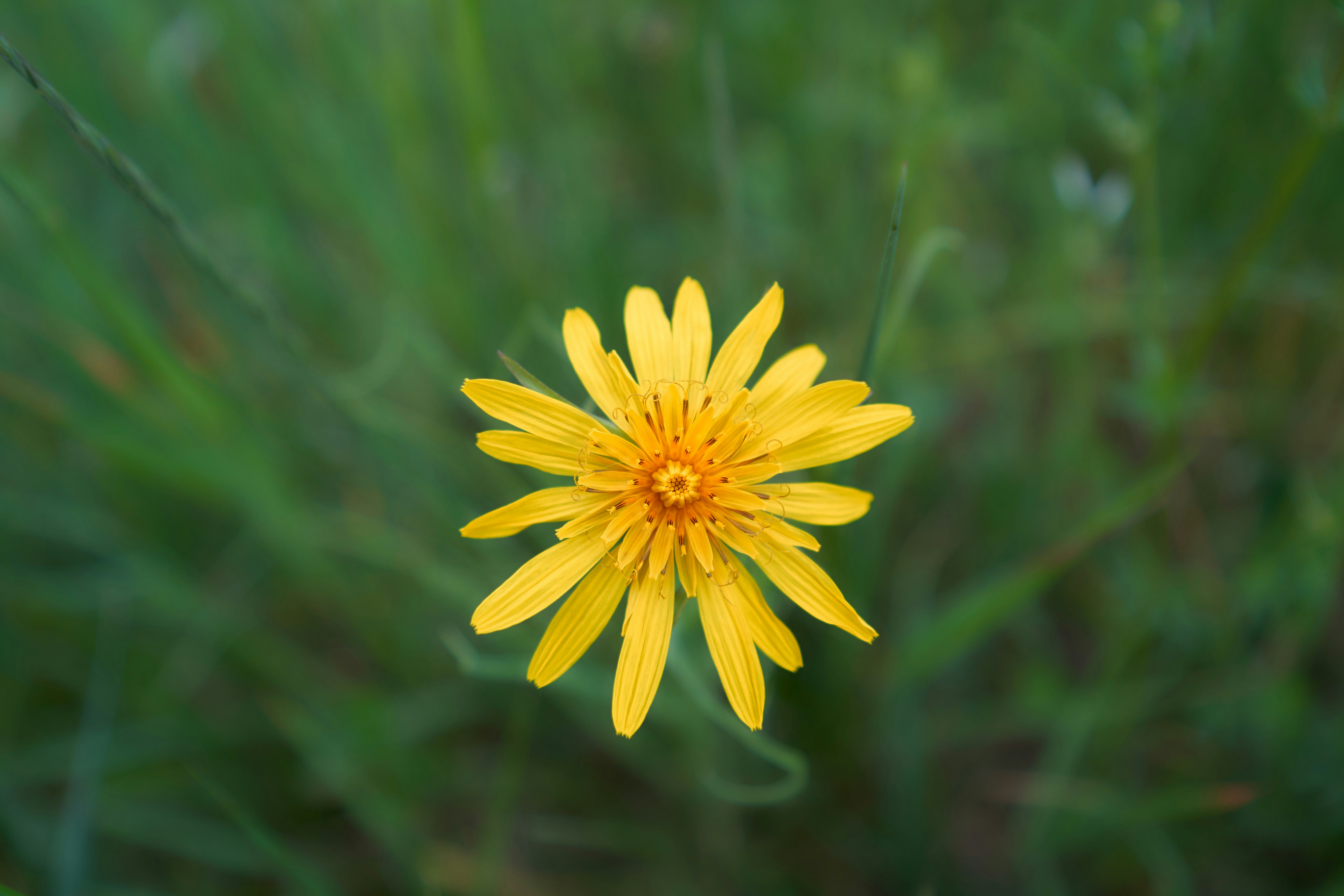 Photo by wolfgang_hasselmann