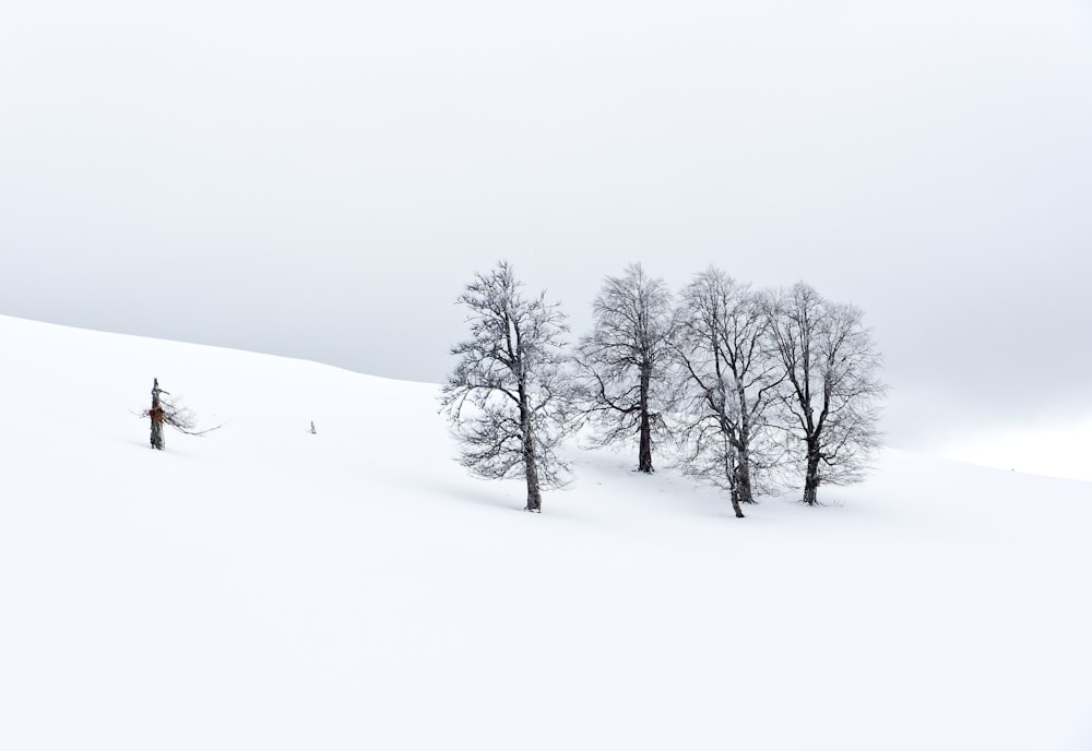 a couple of trees that are in the snow