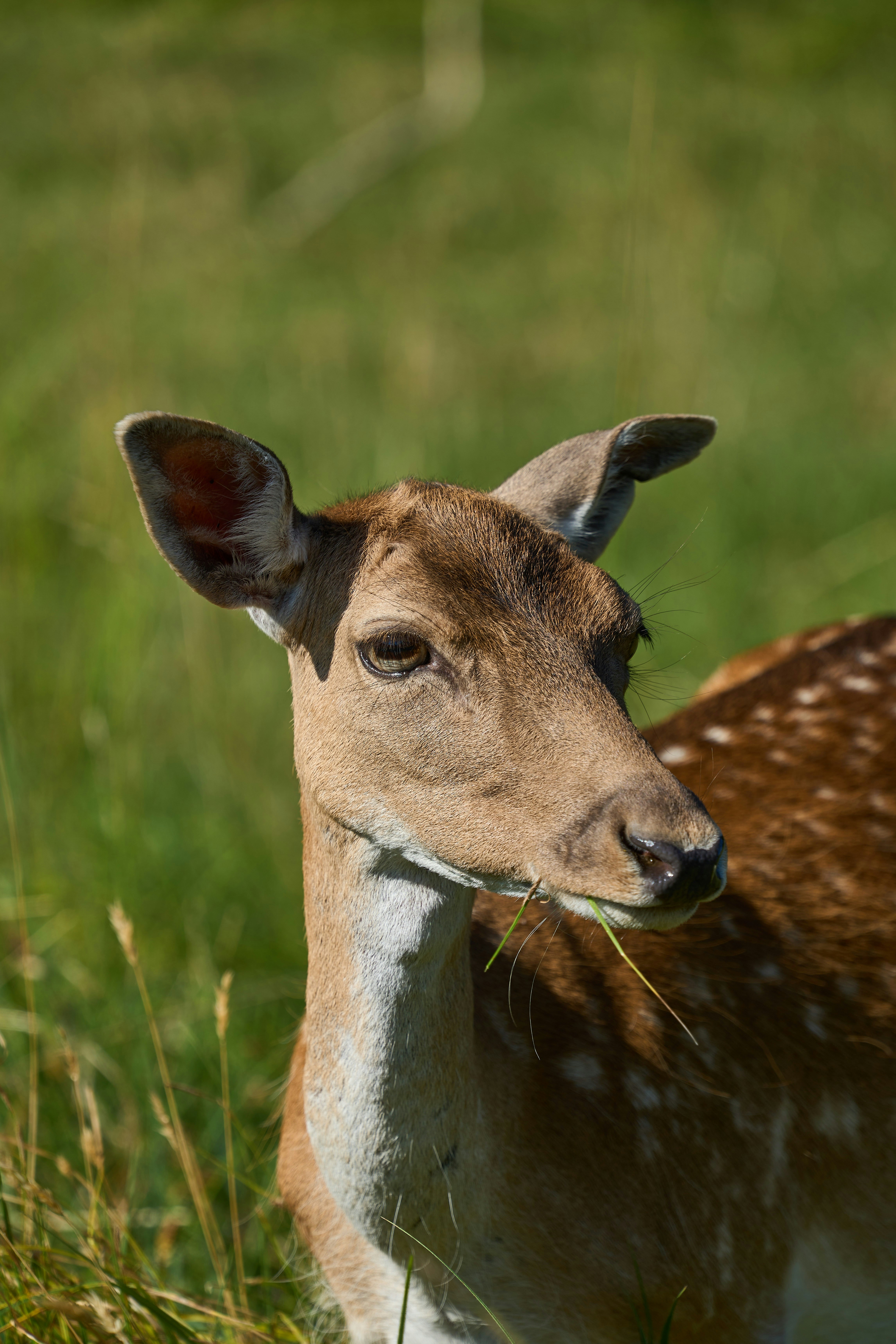 Photo by wolfgang_hasselmann