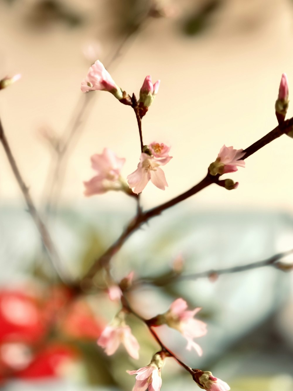 a close up of a flower on a tree branch