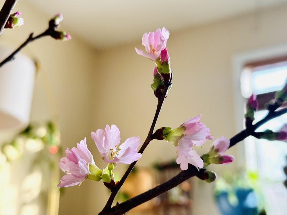 a close up of a flower on a tree branch