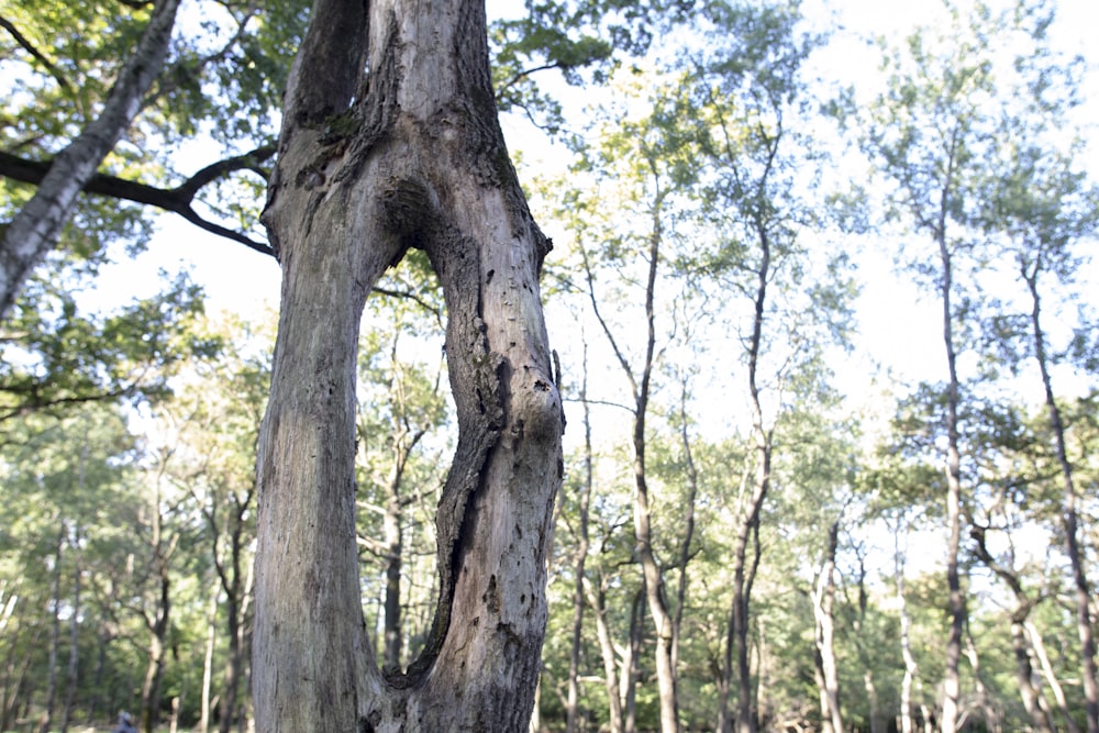 a tree with a twisted trunk in a wooded area