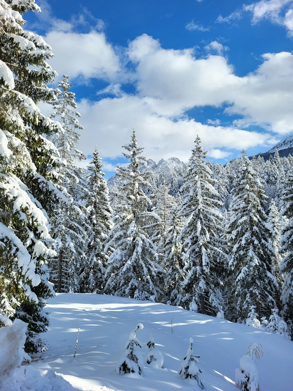 a snow covered forest with a blue sky in the background