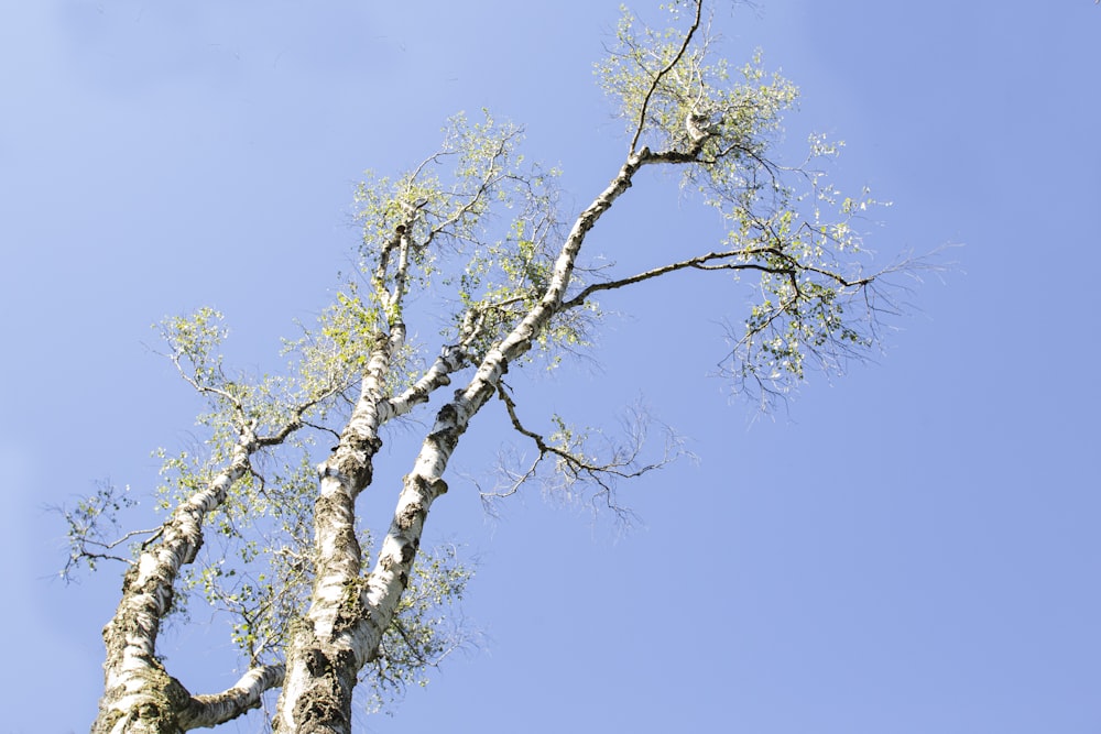 a tall tree with lots of green leaves