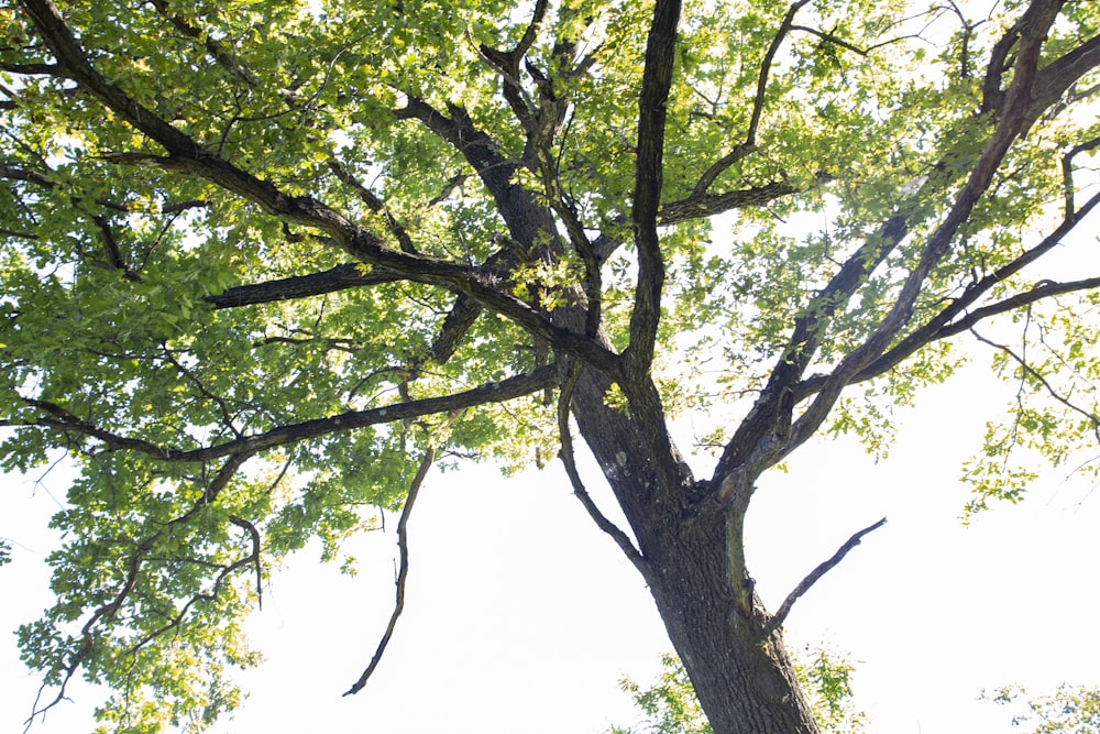 a large tree with lots of green leaves