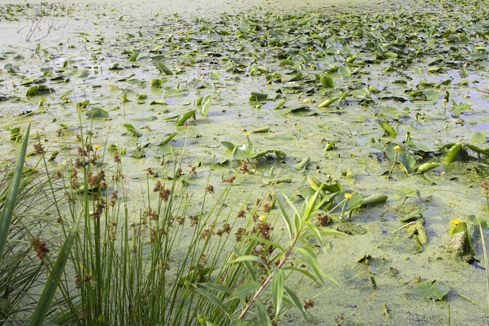 a swampy area with lots of plants and water