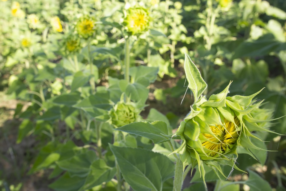 a sunflower is blooming in a field of sunflowers