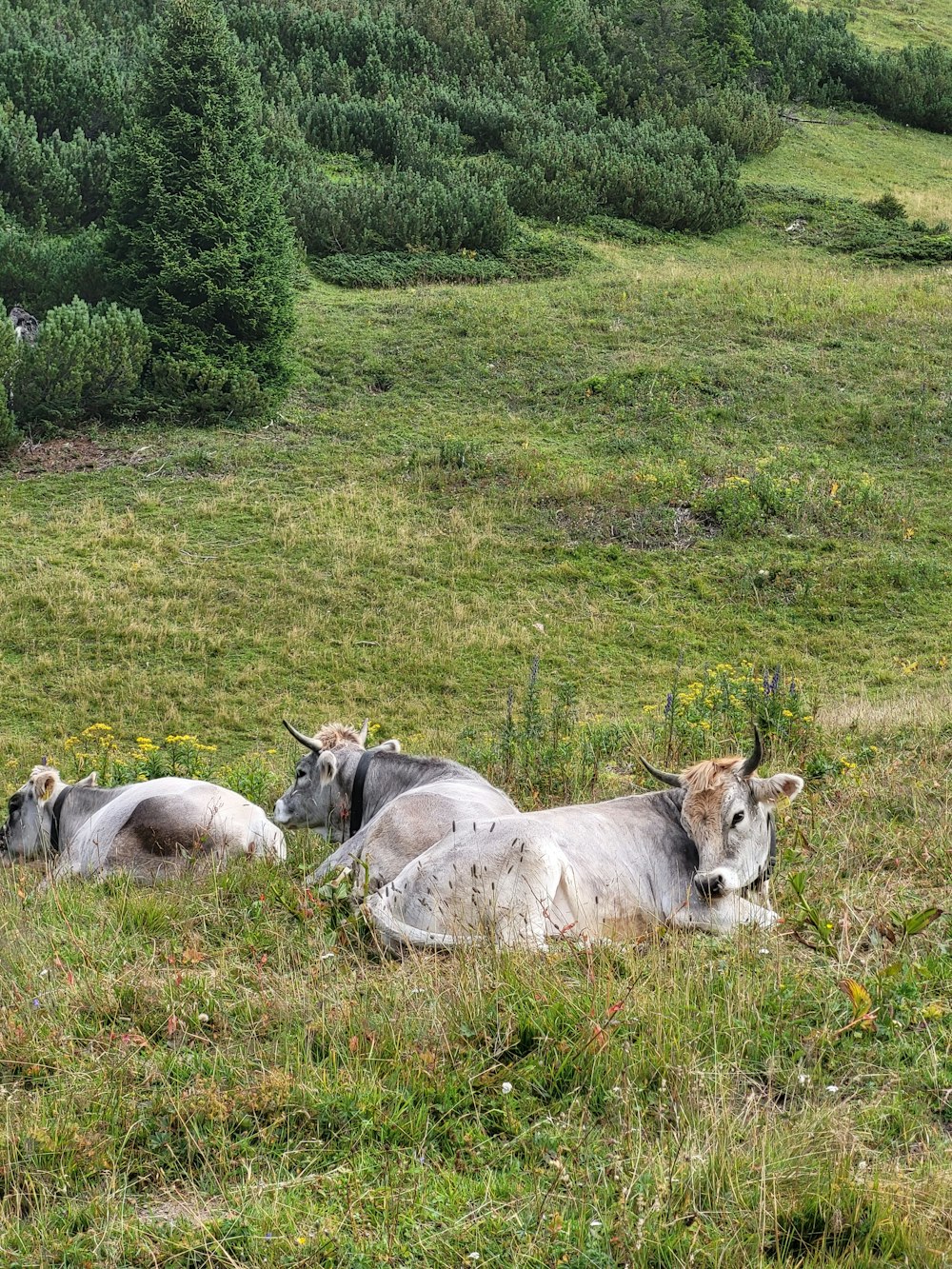 three cows laying down in a grassy field