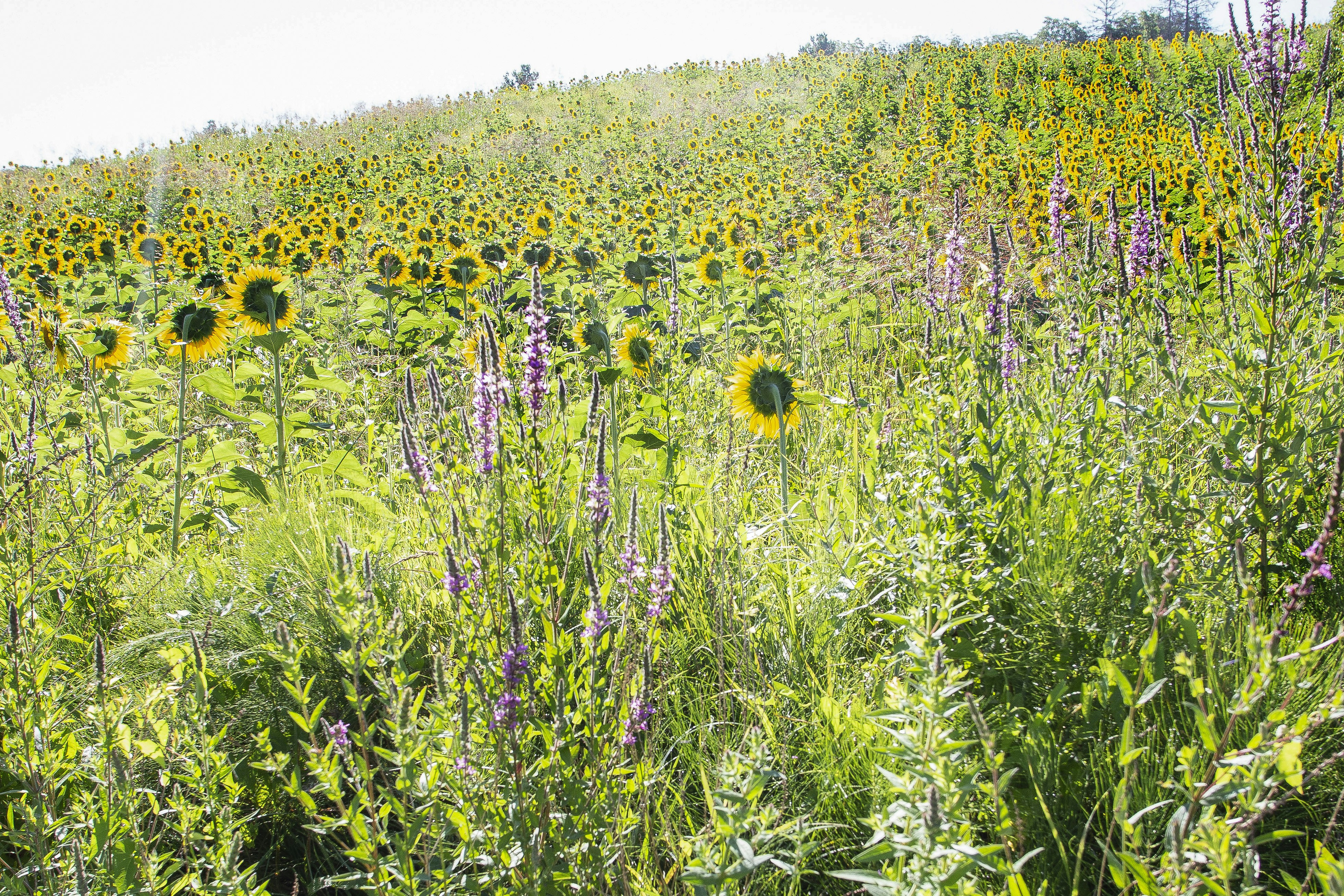 campo di girasoli