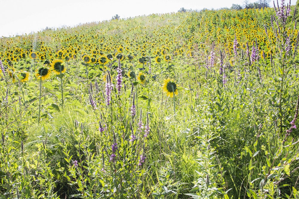 a field of sunflowers and other wildflowers