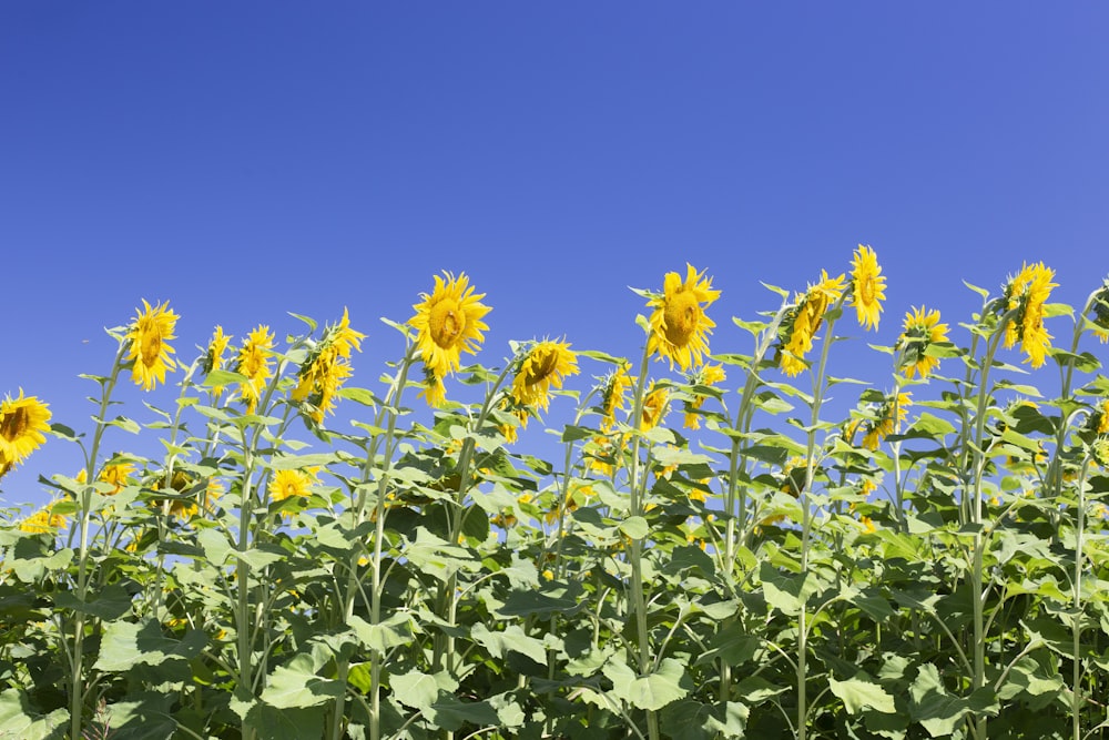 a field of sunflowers with a blue sky in the background