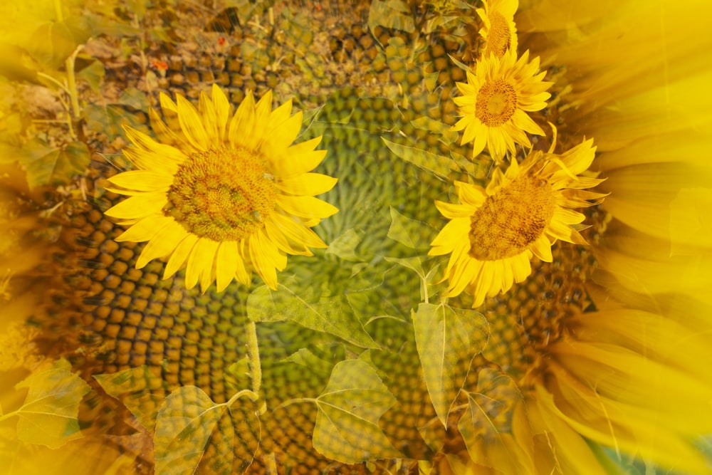 a close up of a sunflower with a green background