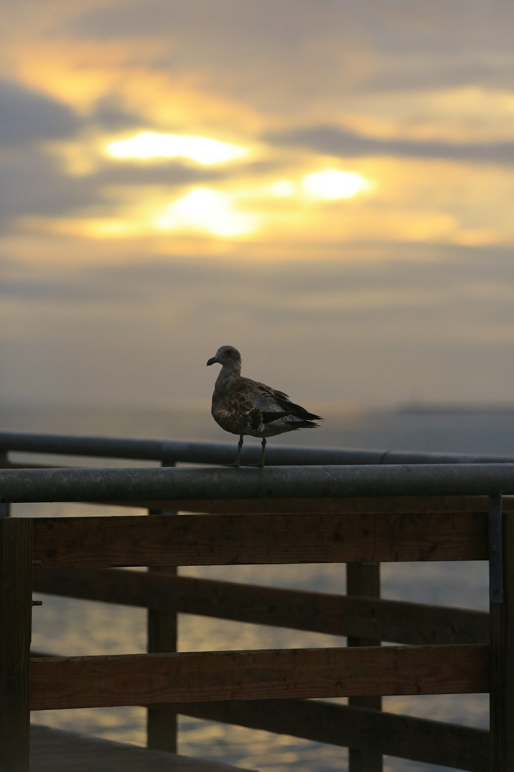 a seagull is standing on a wooden pier