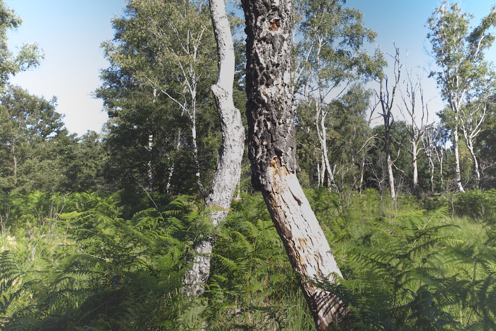 a very tall tree in the middle of a forest