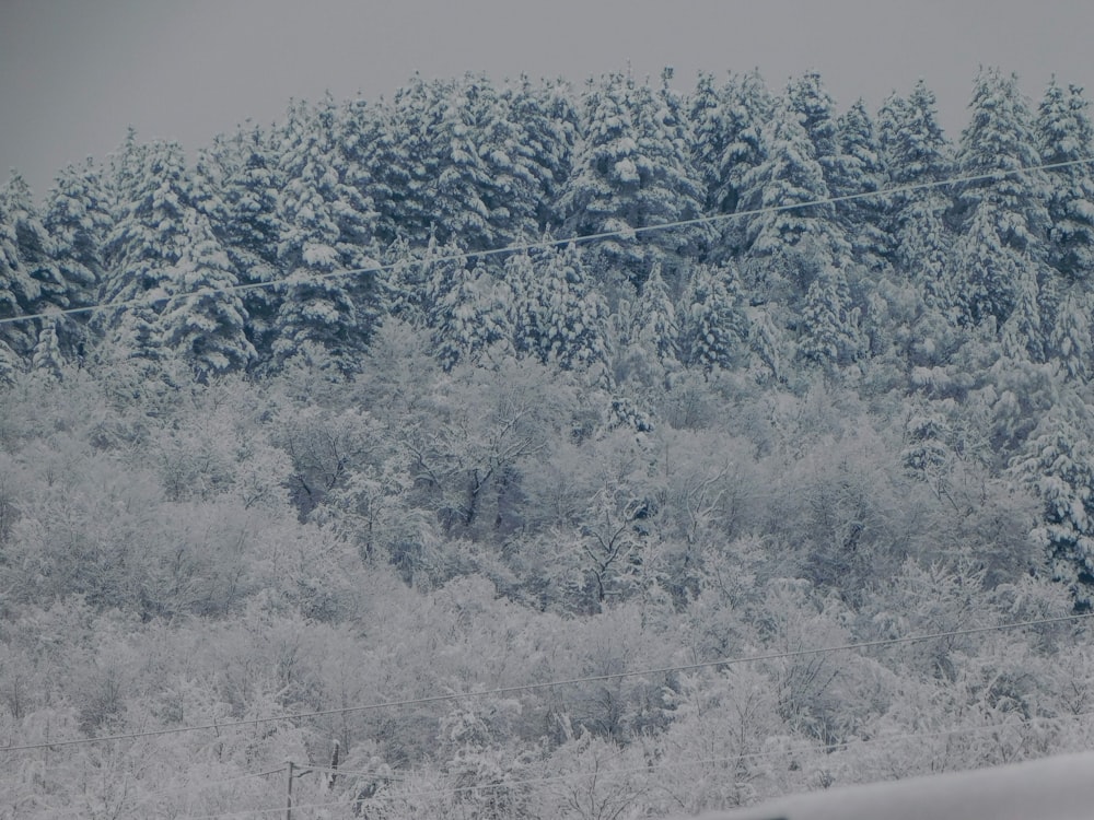 a snow covered forest with power lines in the foreground