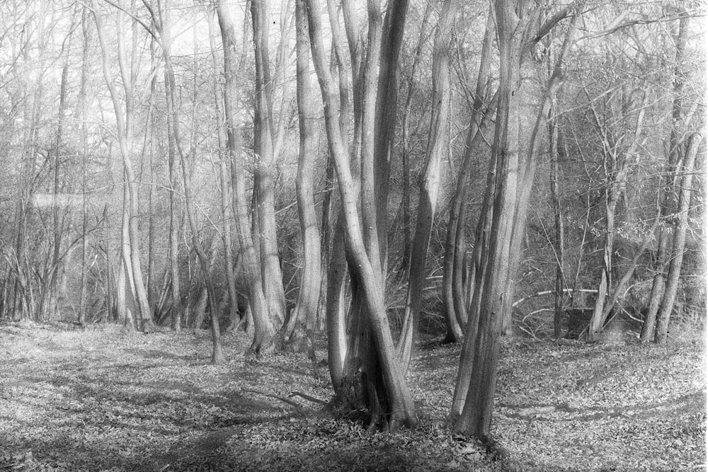 a black and white photo of a forest