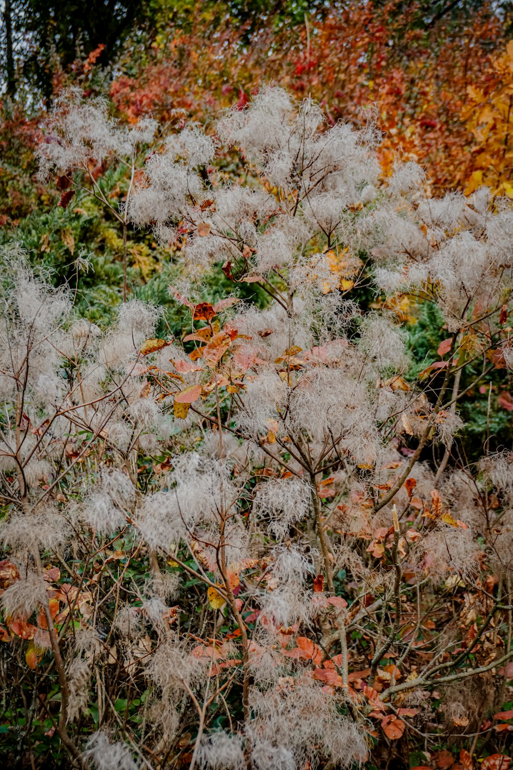 a bush with lots of white flowers next to a forest