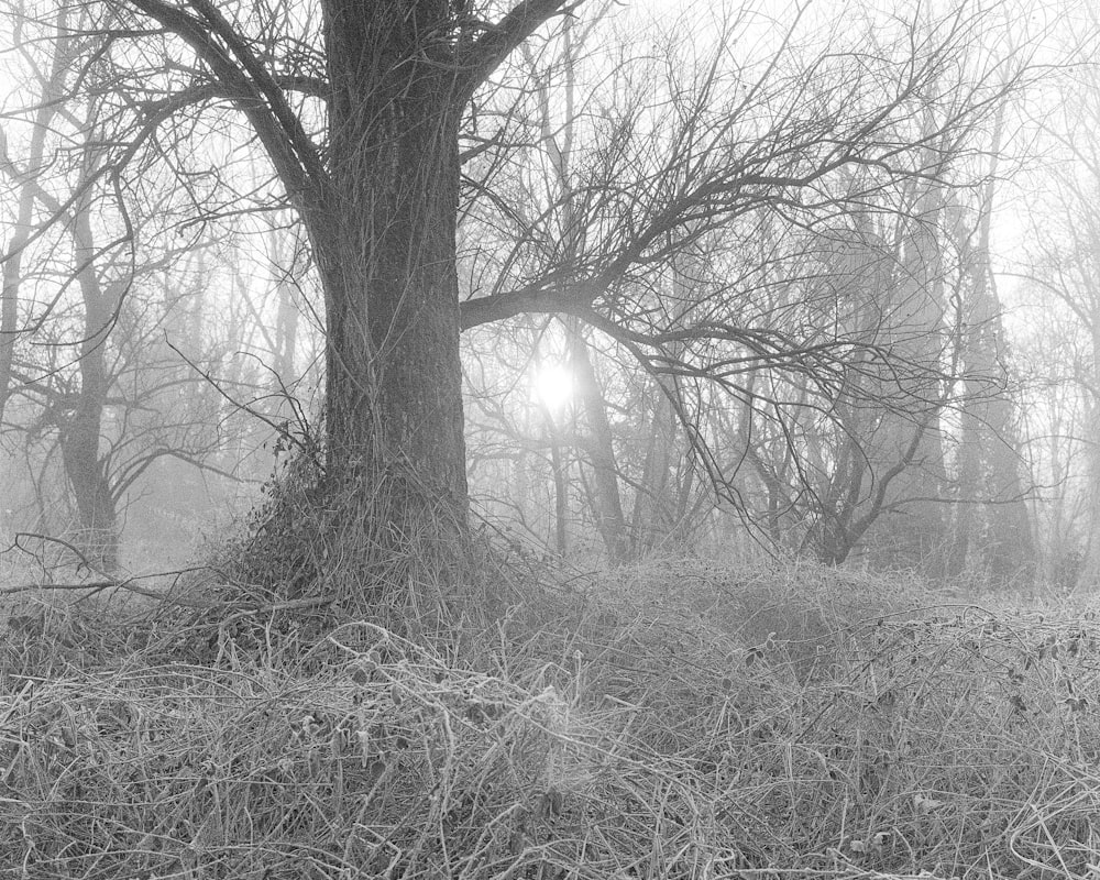 a black and white photo of a foggy forest