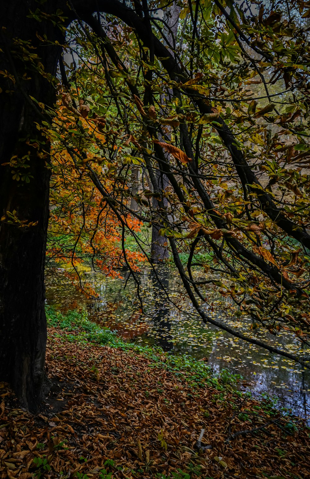 a bench sitting under a tree next to a body of water