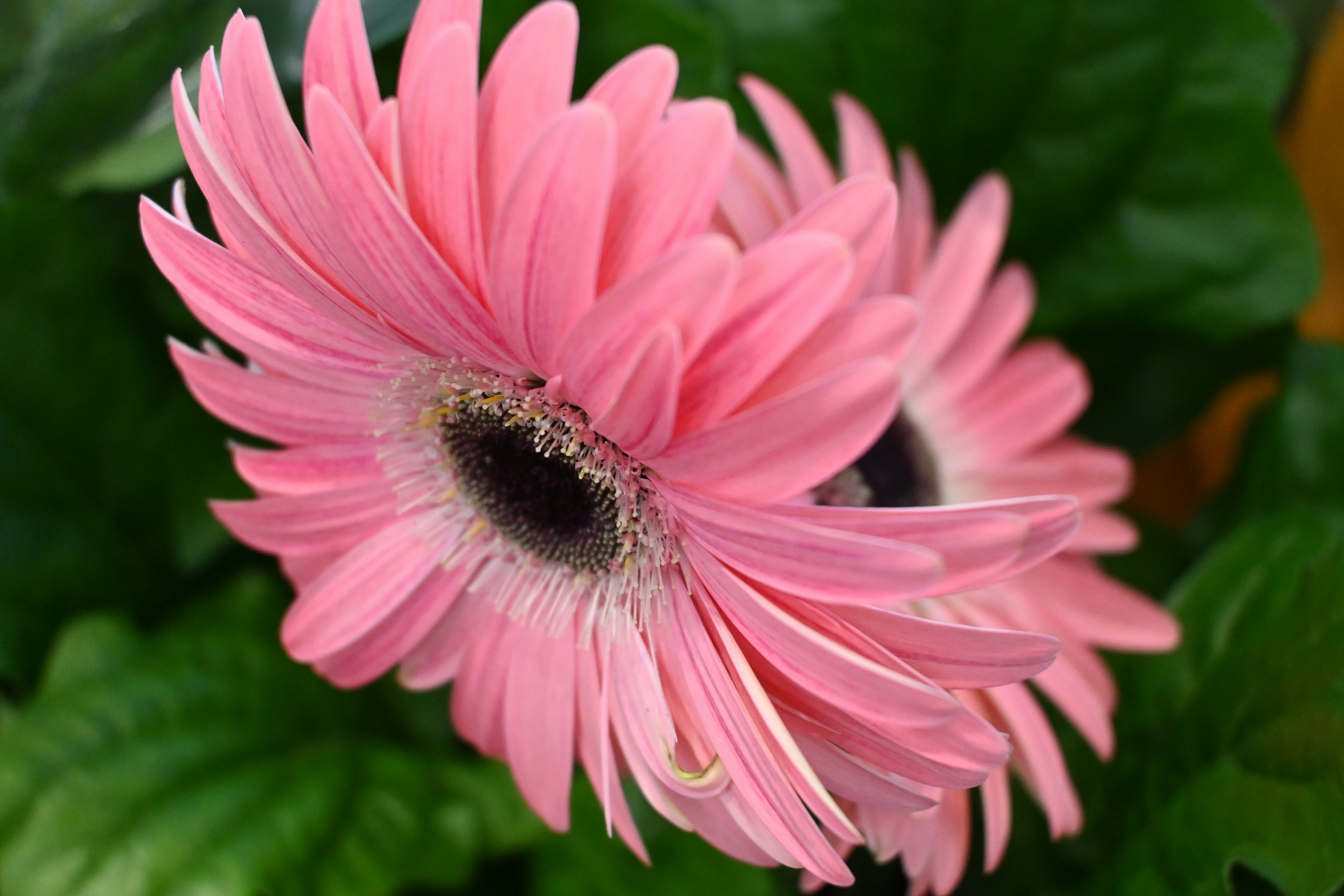 image of pink flowers