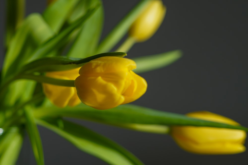 a bunch of yellow flowers with green stems