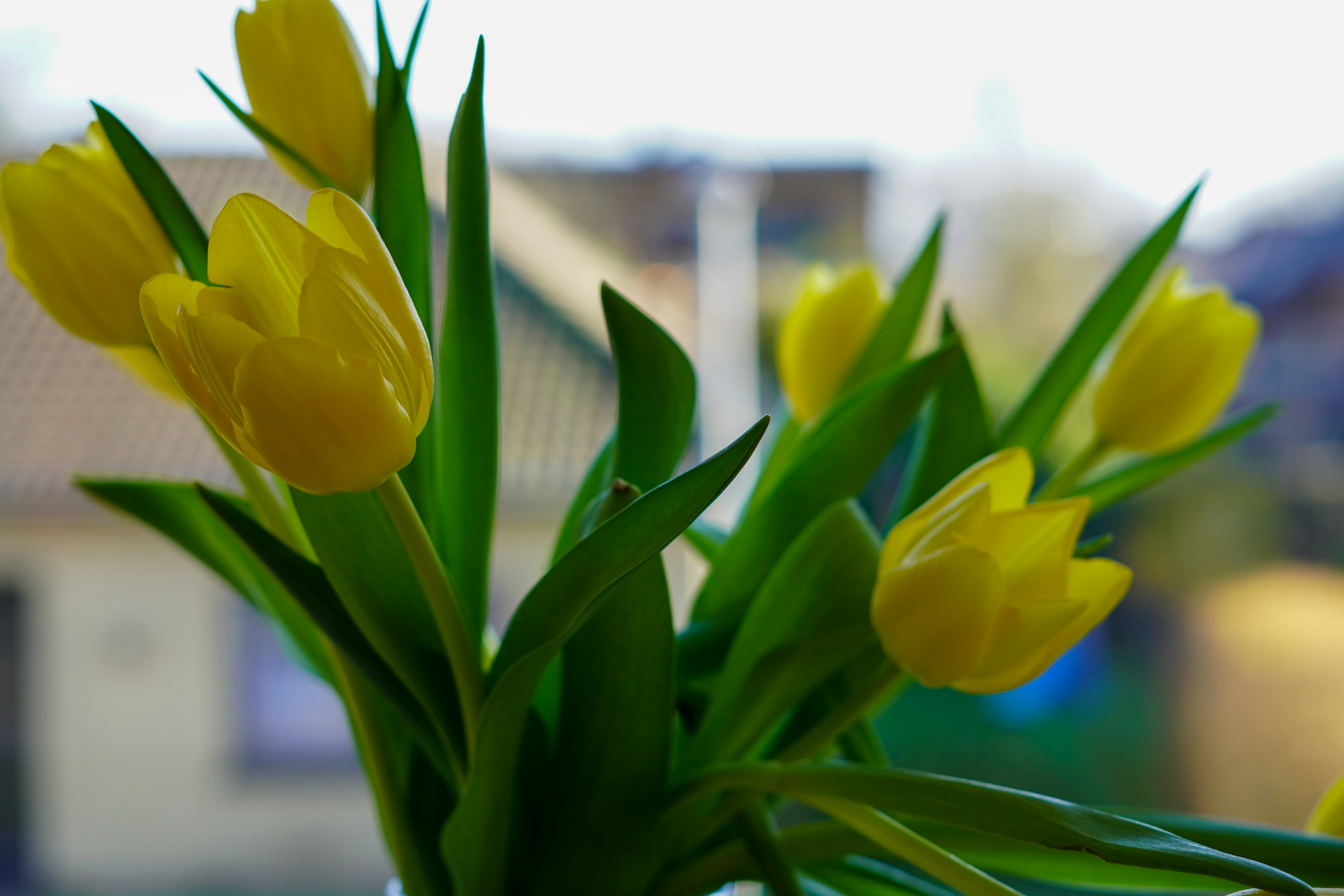 A vase filled with yellow flowers on top of a table photo – Free Plant ...