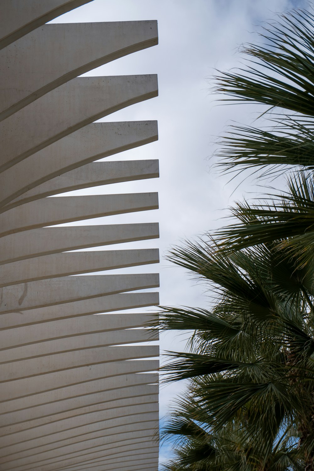 a white building with a palm tree in front of it