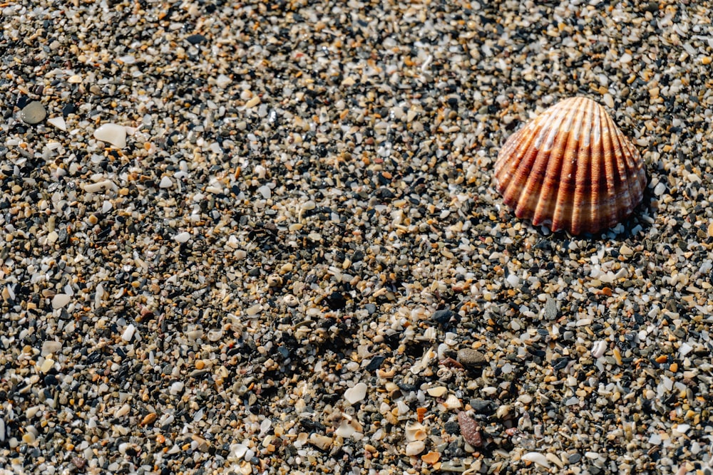 해변의 모래 위에 있는 조개껍데기