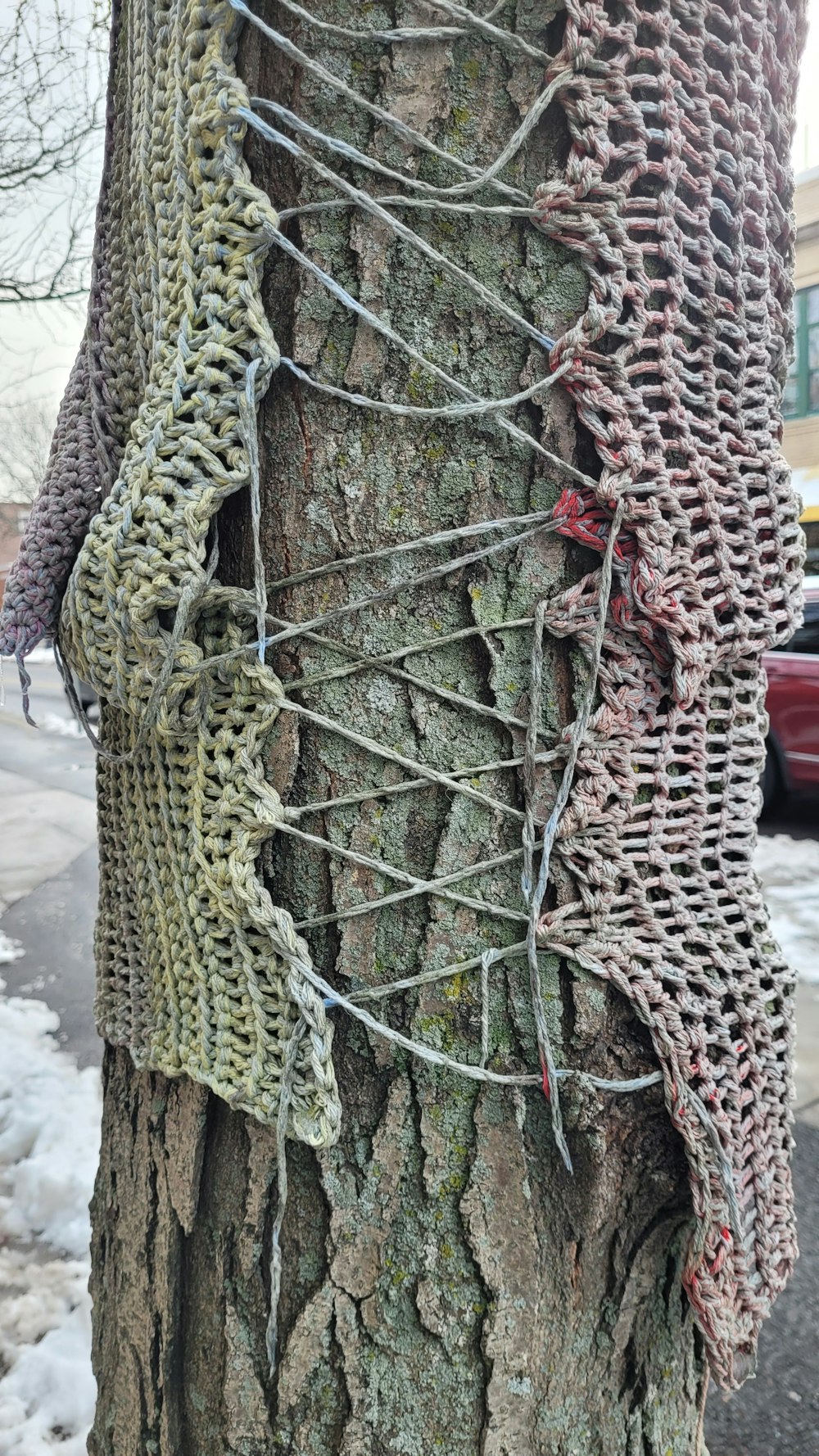 a close up of a tree with a chain wrapped around it