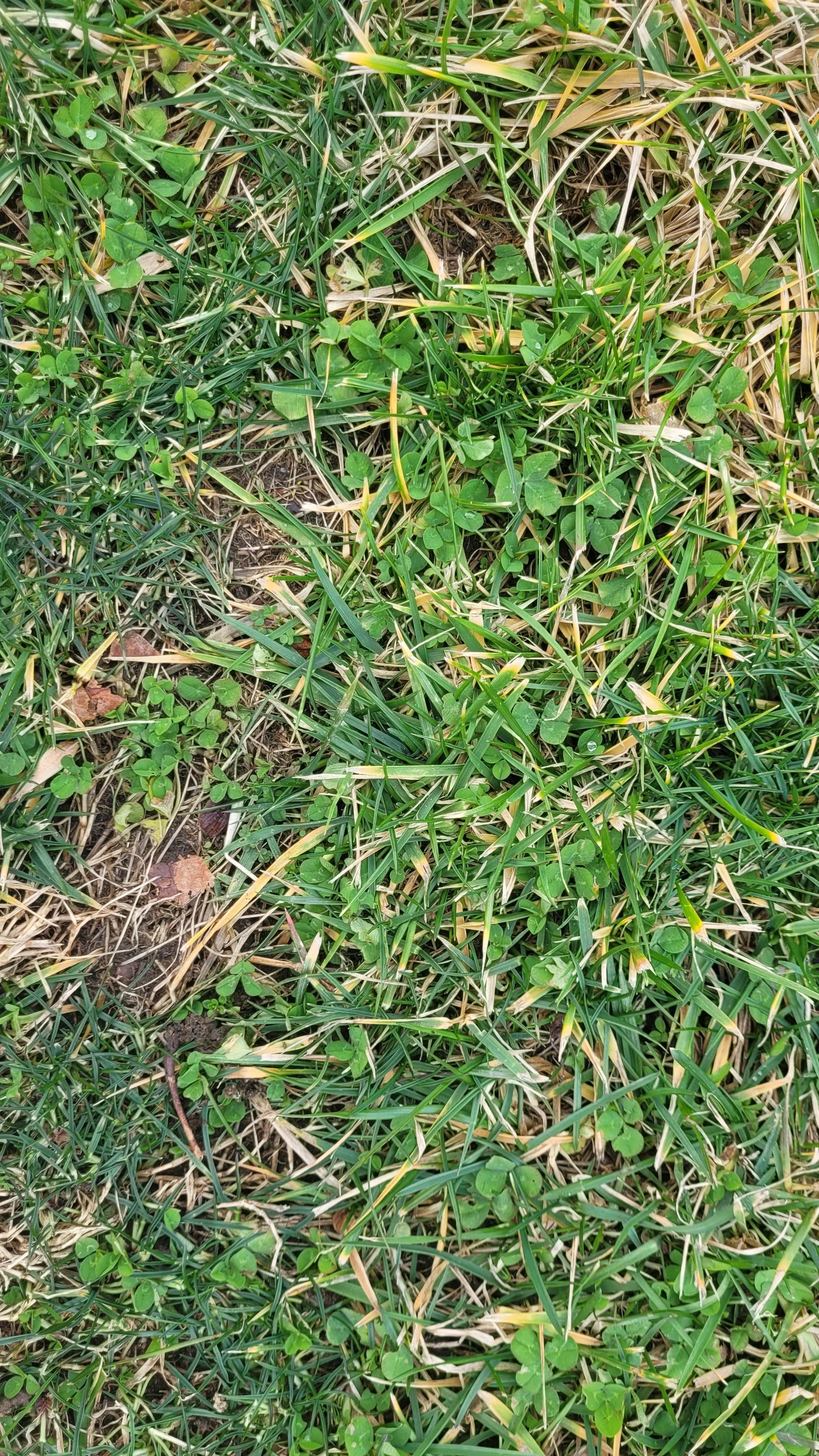 a bird standing on top of a lush green field