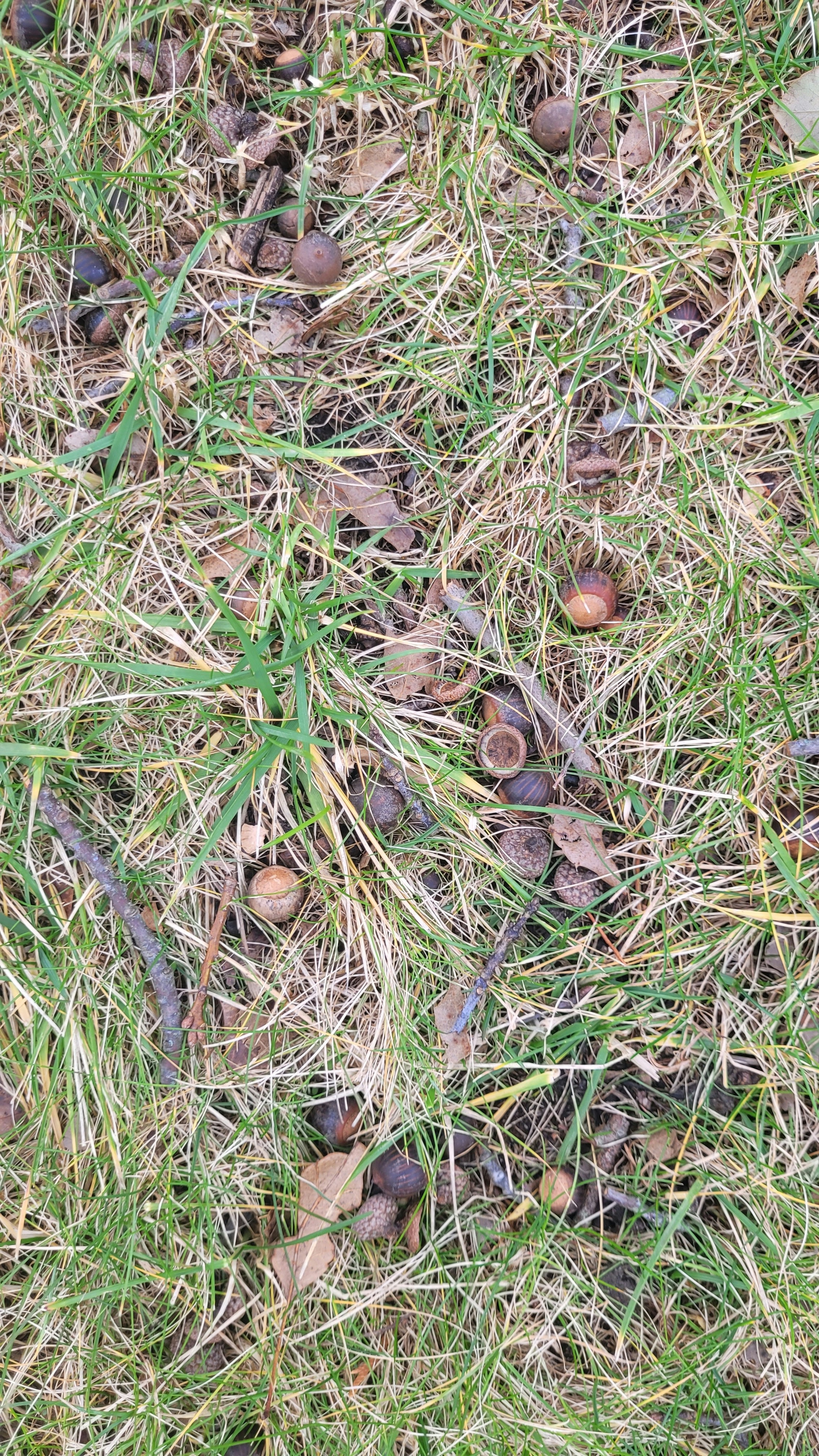 gray computer monitor