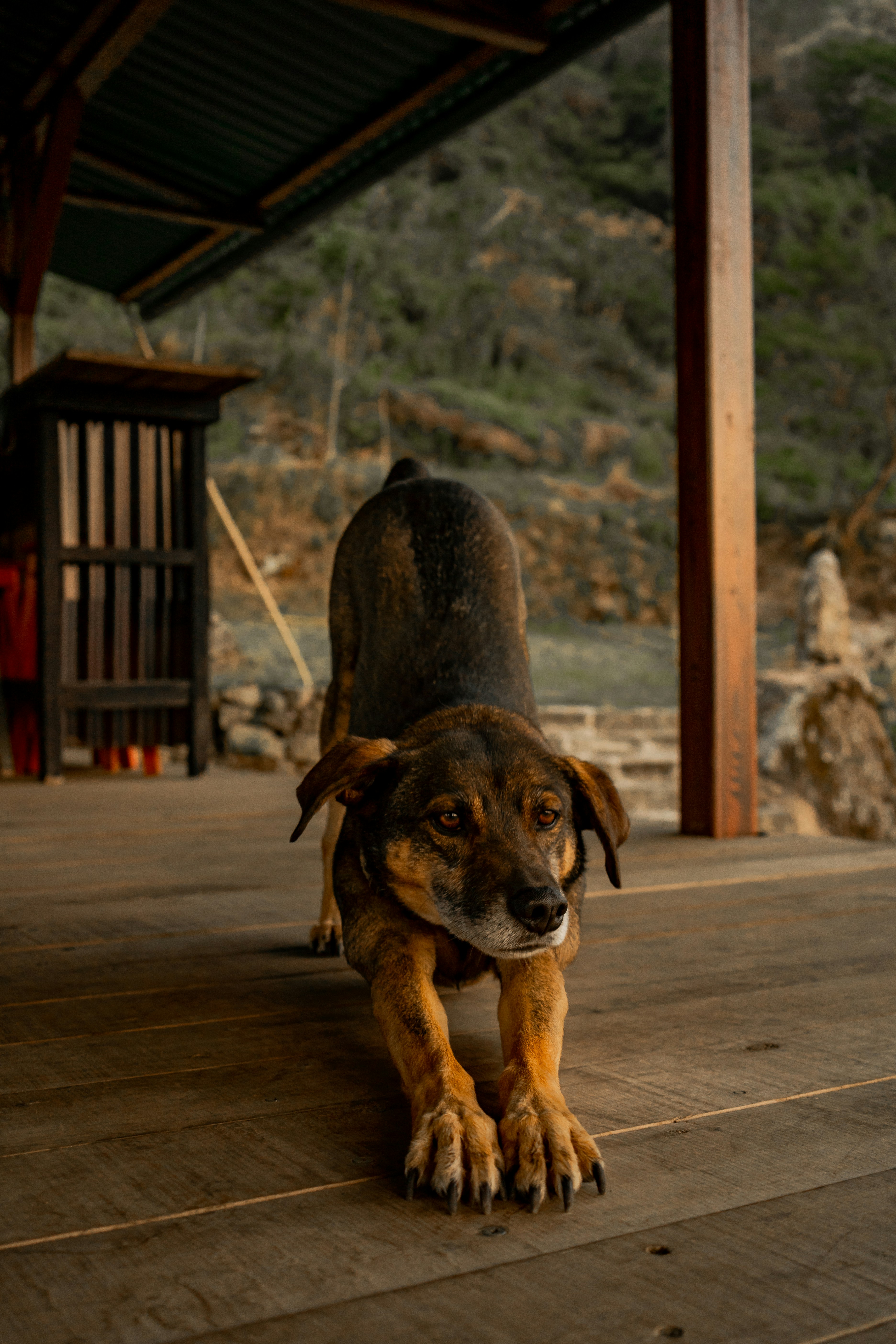 un cane è in piedi su un ponte di legno