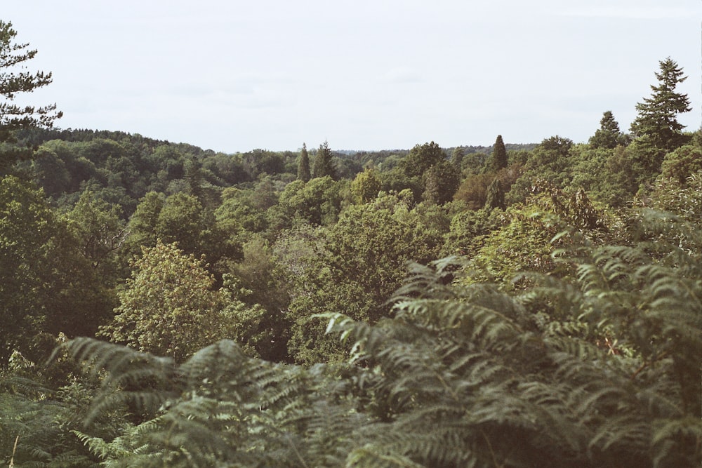 a lush green forest filled with lots of trees