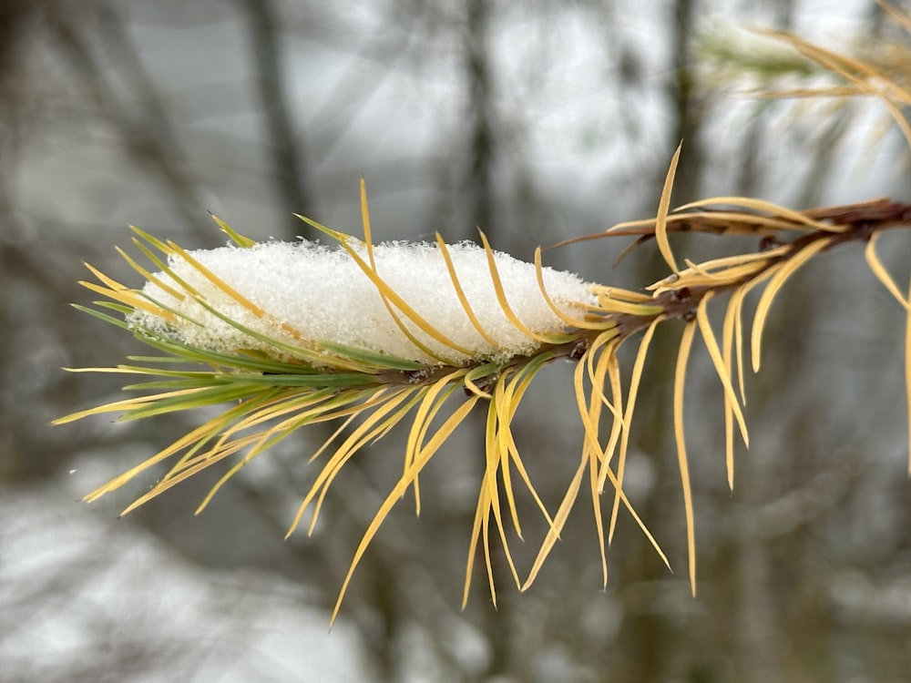 a close up of a pine tree branch with snow on it