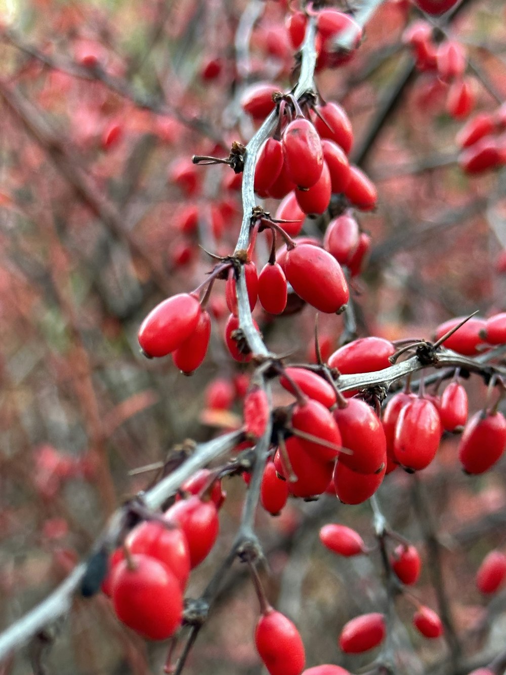 a bunch of red berries hanging from a tree