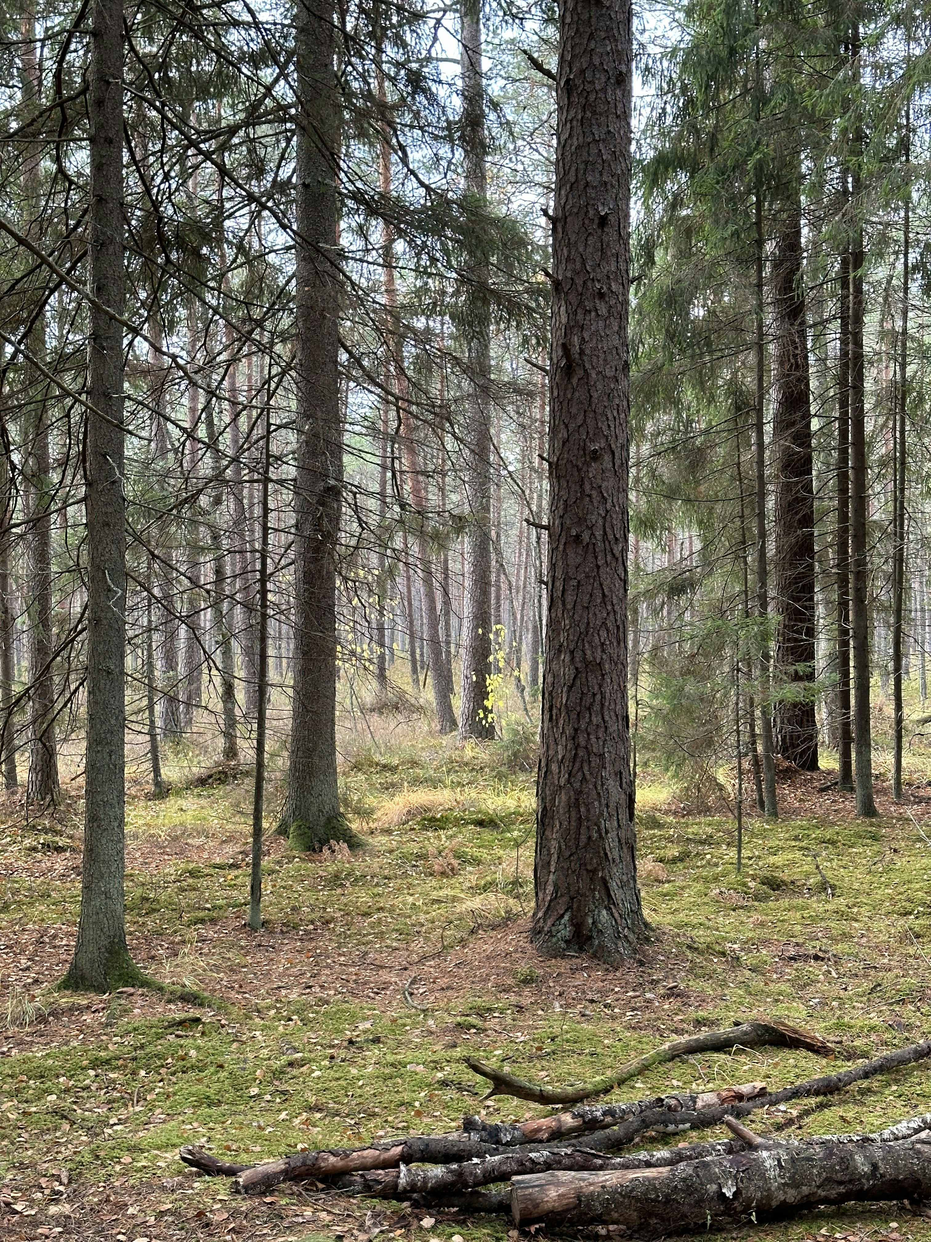 Photo by sergei_gussev