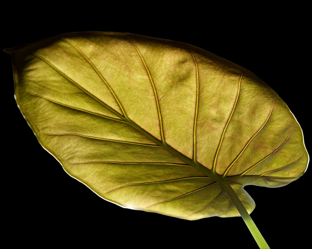 a large green leaf on a black background