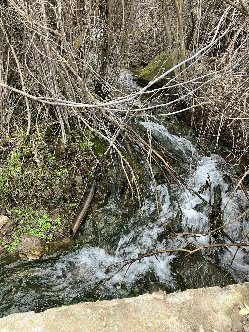 a stream of water running through a forest