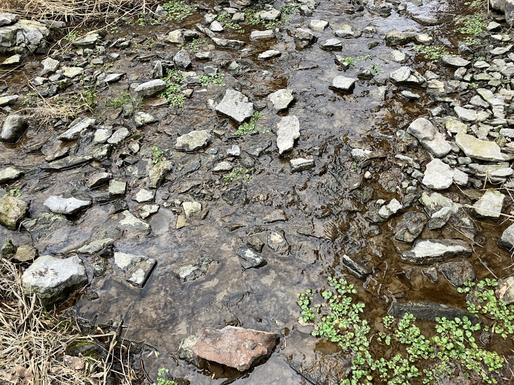 a stream running through a forest filled with lots of rocks