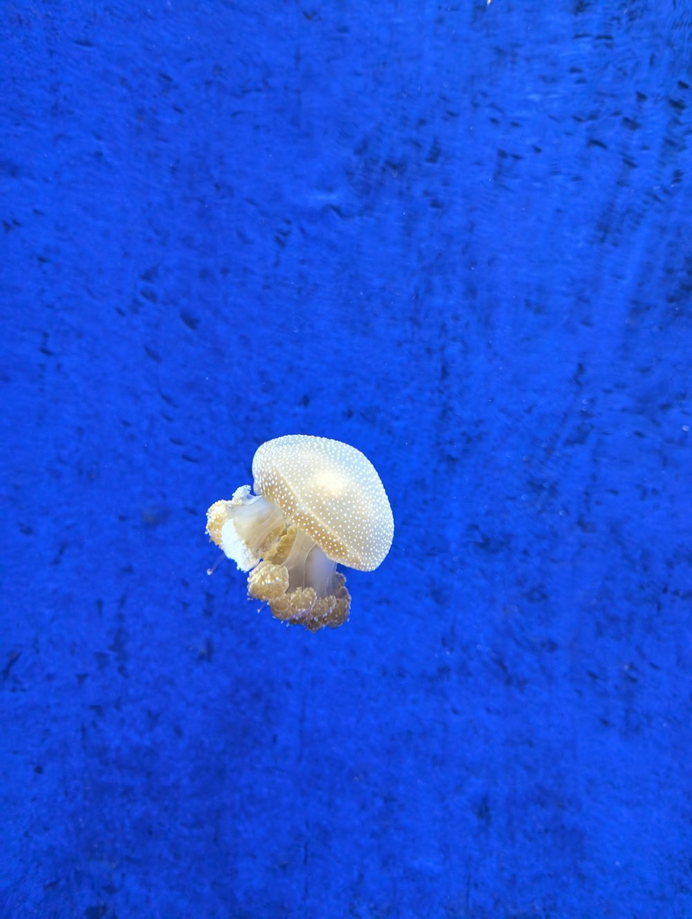 a white jellyfish floating in a blue pool