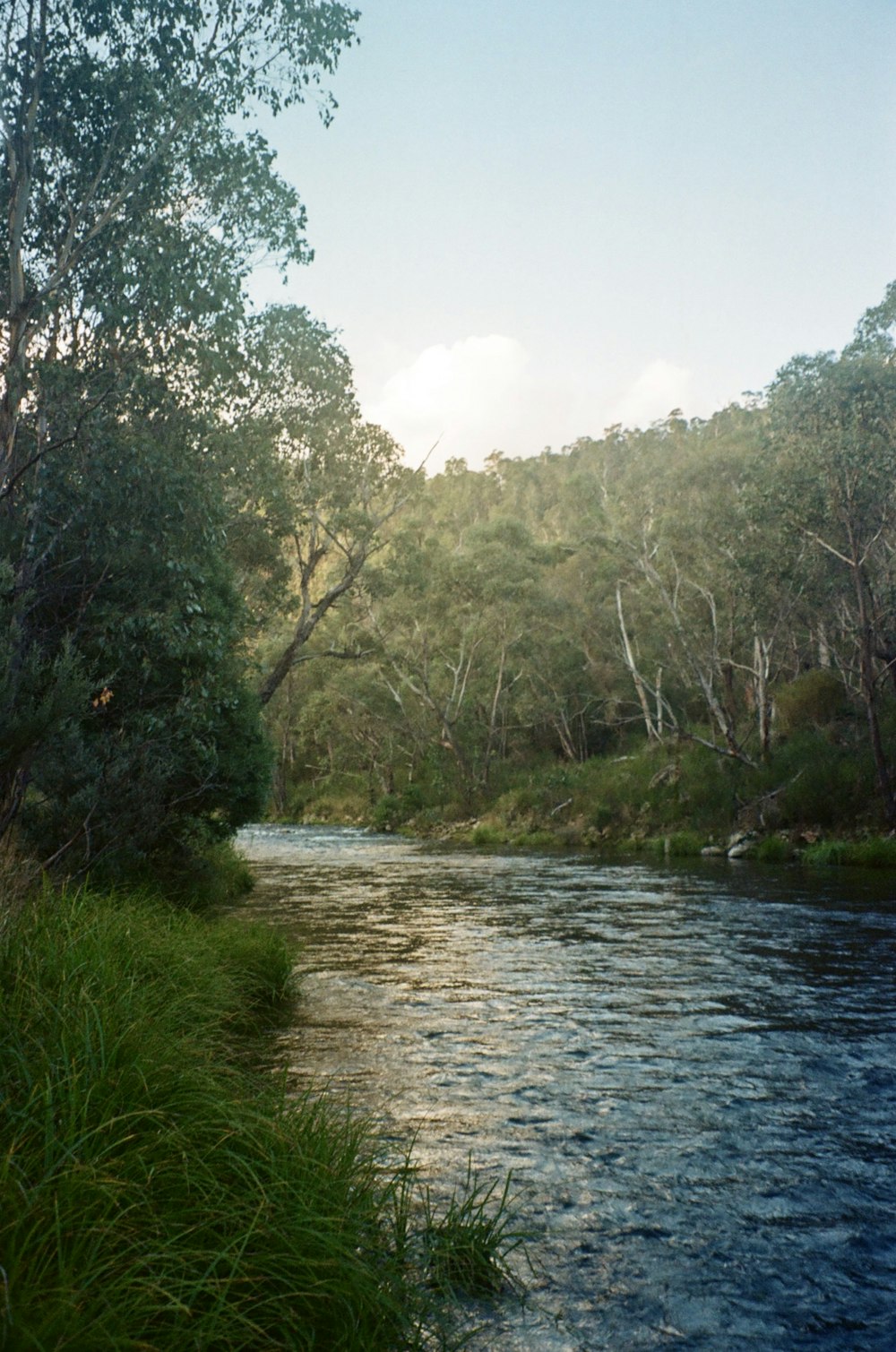 a river running through a lush green forest