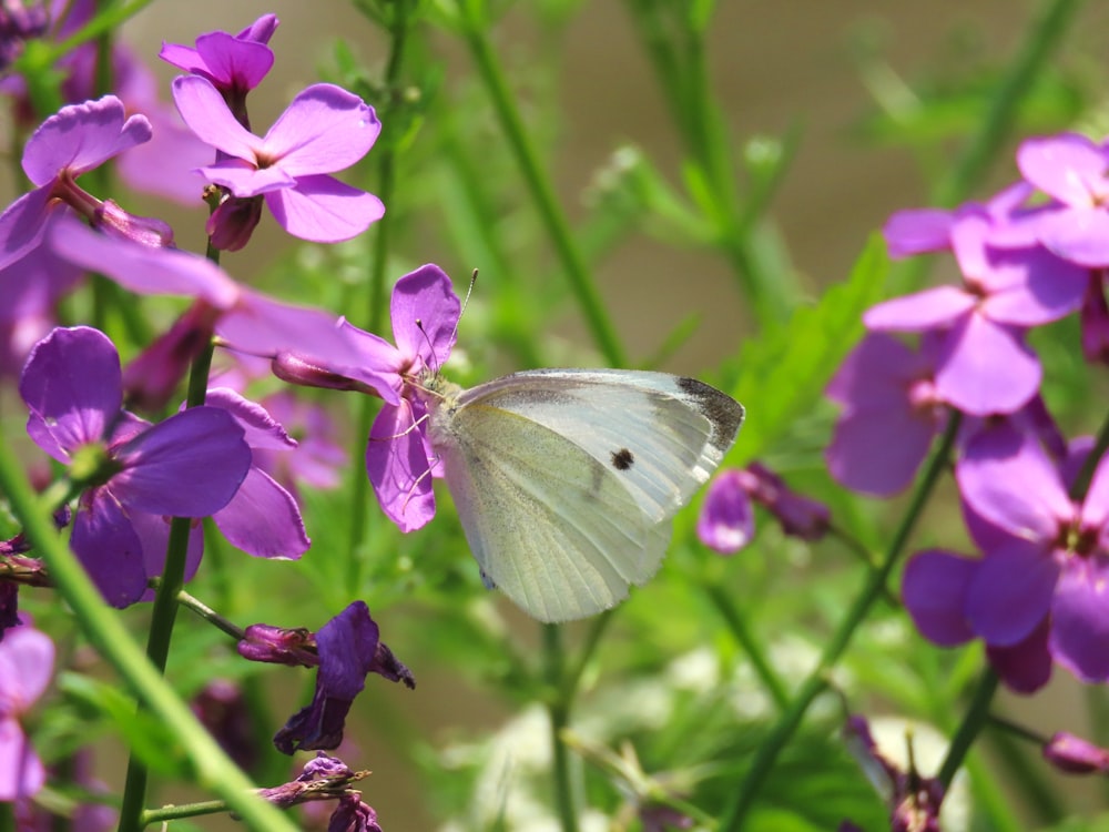 a white butterfly sitting on a purple flower