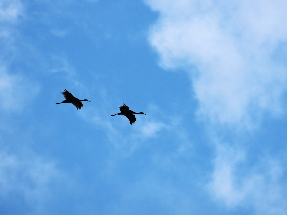 a couple of birds flying through a cloudy blue sky