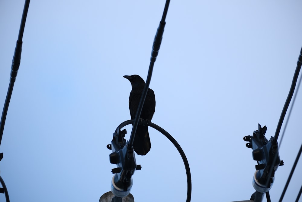 a black bird sitting on top of power lines