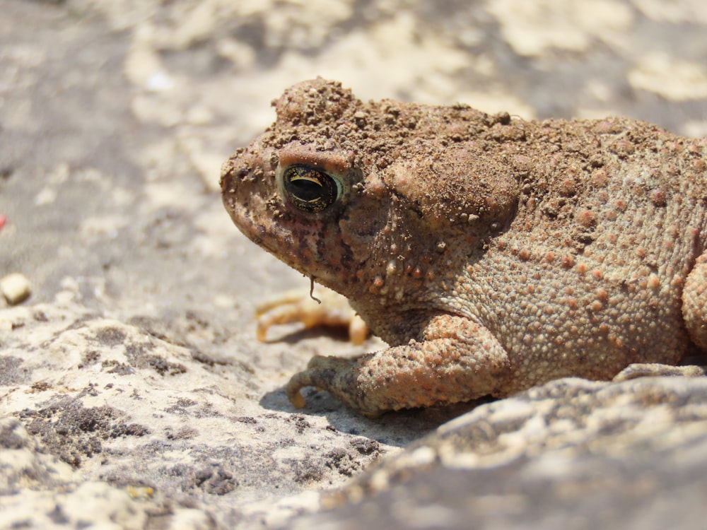 a frog is sitting on a rock and looking at the camera