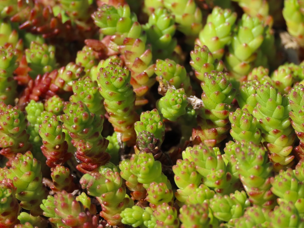 a close up of a bunch of green plants