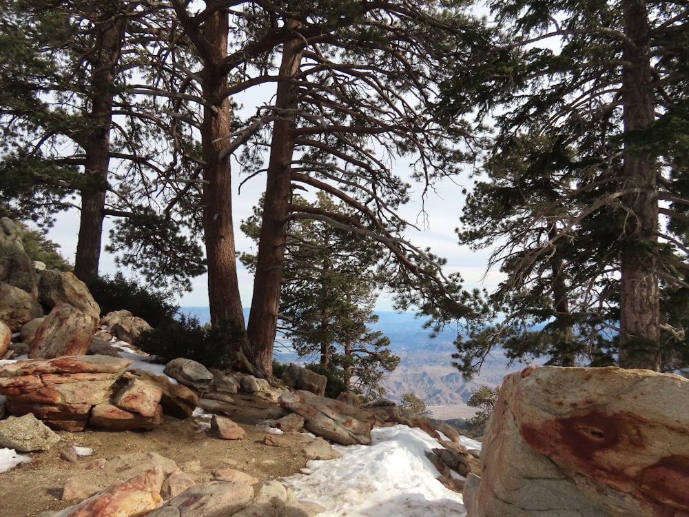 a rocky trail with trees and snow on the ground