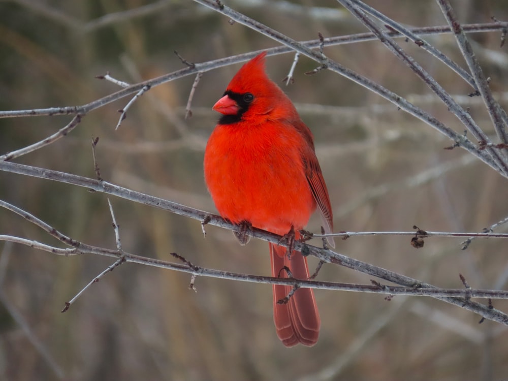 a red bird sitting on top of a tree branch