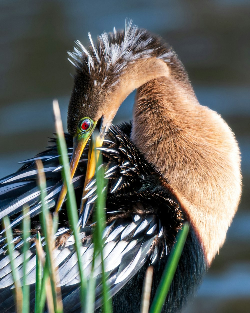 a close up of a bird on a body of water