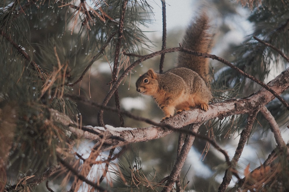 a squirrel is sitting on a tree branch